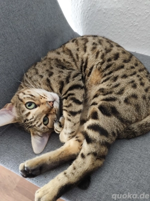 Liebevolle Bengalkatze Abzugeben