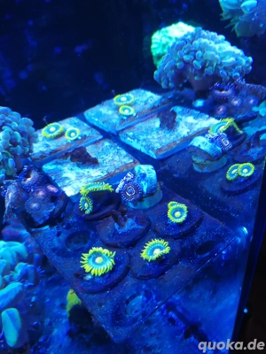 Zoathus Blueberry Pie, Korallen, Meerwasser