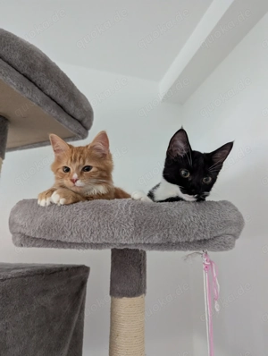 Kätzchen mit komplettem Zubehör