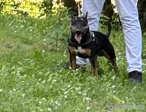 Miniature Bullterrier 1,5 Jahre (Rüde unkastriert)
