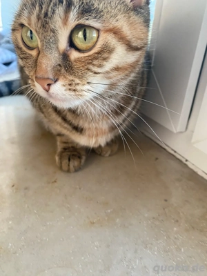 Britisch Kurzhaar Katze