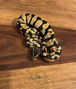 Königspython aus eigener Zucht, Jungtier, Python regius, Ballpython Bild 2