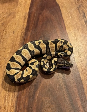 Königspython aus eigener Zucht, Jungtier, Python regius, Ballpython Bild 6