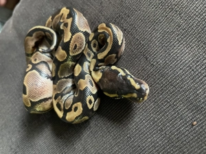 Königspython aus eigener Zucht, Jungtier, Python regius, Ballpython Bild 4