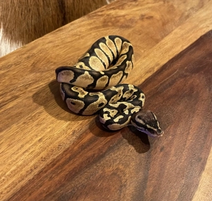 Königspython aus eigener Zucht, Jungtier, Python regius, Ballpython Bild 8