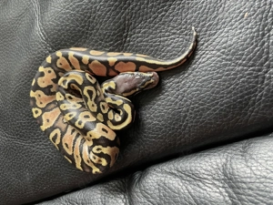 Königspython aus eigener Zucht, Jungtier, Python regius, Ballpython Bild 7