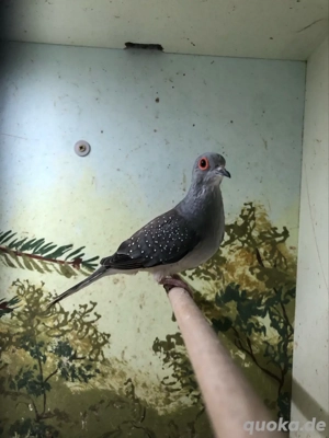 junge Diamanttauben in wildfarben und silber 