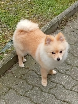 Pomerainan spitz 