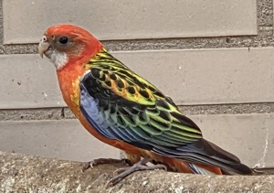 Rosella Mutationen 