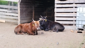 Zwergzebu Kühe, handzahm 