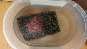 Zuchtansätze Mikrofex und israelische Tubifex