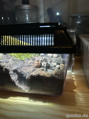 Bestandsverkleinerung   Vogelspinnen abzugeben