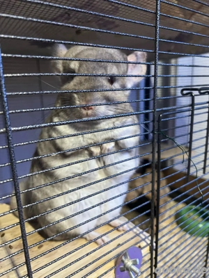 Chinchillas (2 geschwister)
