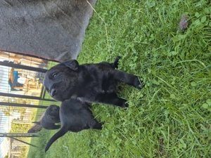 Zuckersüße Labradorwelpen  Bild 2