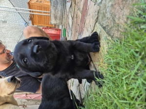 Zuckersüße Labradorwelpen  Bild 3