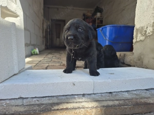 Zuckersüße Labradorwelpen  Bild 4