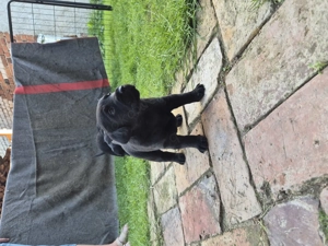 Zuckersüße Labradorwelpen  Bild 6