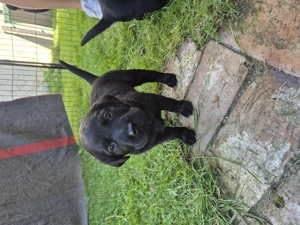 Zuckersüße Labradorwelpen  Bild 5