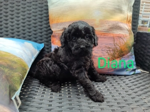 Pudeldame Diana , Mittelpudel