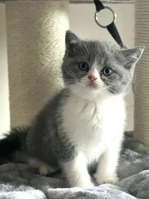 Reinrassige Britisch Kurzhaar Kitten Kater BKH 
