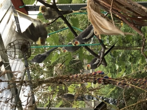 Wildfarbende Nymphensittiche schöner  farbschlag! Bild 2