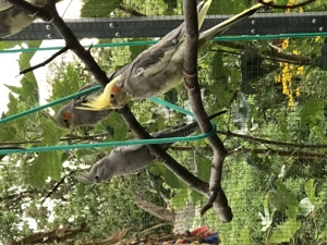 Wildfarbende Nymphensittiche schöner  farbschlag! Bild 5