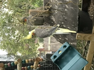 Wildfarbende Nymphensittiche schöner  farbschlag! Bild 4