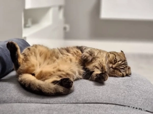 BKH Britische kurz haar katze 