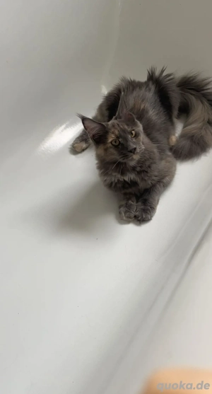 Süße erwachsene Maine-Coon Katze