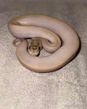 1.0 Ivory 66% het Albino