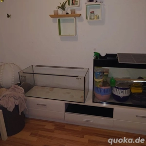Terrarium zu verschenken 