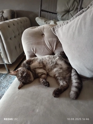 Verspielter Maine Coon BKH-Mix Kater, 6 Monate jung, sucht Zuhause