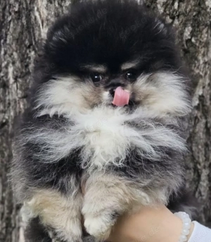 Pomeranian Boo Zwergspitz reinrassig