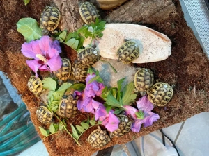 Griechische Landschildkröten 1 Jahr alt  