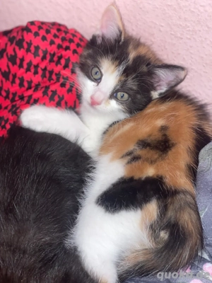 Heilige Birma & EKH Kitten