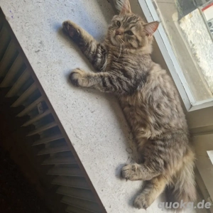 Katze und Kater zu verkafen 