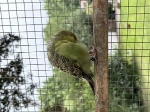 Junge Wellensittiche 2,0