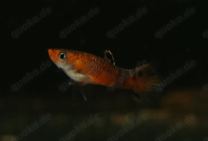 Micropoecilia picta - Pfauenaugen-Kärpfling - Aquarium - Fische Bild 2