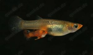 Micropoecilia picta - Pfauenaugen-Kärpfling - Aquarium - Fische Bild 3