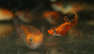 Micropoecilia picta - Pfauenaugen-Kärpfling - Aquarium - Fische Bild 5