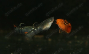 Micropoecilia picta - Pfauenaugen-Kärpfling - Aquarium - Fische Bild 4