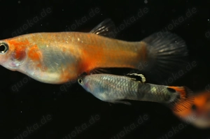 Micropoecilia picta - Pfauenaugen-Kärpfling - Aquarium - Fische Bild 6