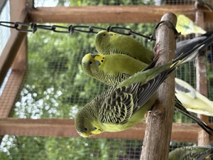 Junge Wellensittiche 2,2,2 und Nymphensittiche