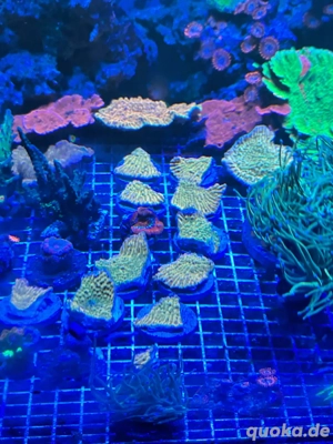 meerwasser montipora beach bum