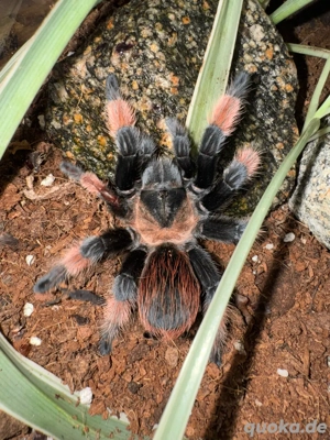 Brachypelma Emilia