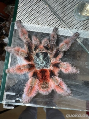 Avicularia Versicolor