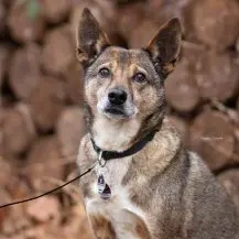 Aaron B 40 cm   sucht nach dem Glück [auf Pflegestelle in 74343 Sachsenheim]