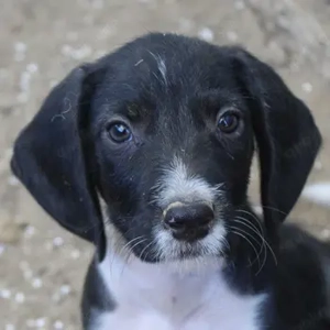 Satus, geb. ca. 06 2025, lebt in GRIECHENLAND, auf einer privaten Pflegestelle