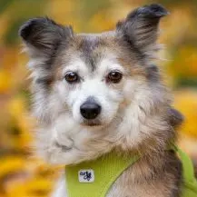 Sky H 39 cm   geht ins Herz [auf Pflegestelle in D-32584 Löhne]