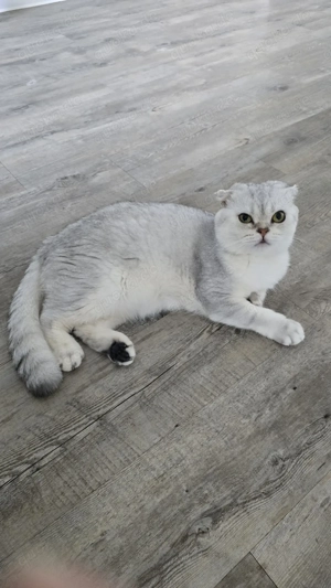 Charmant und gut erzogen 